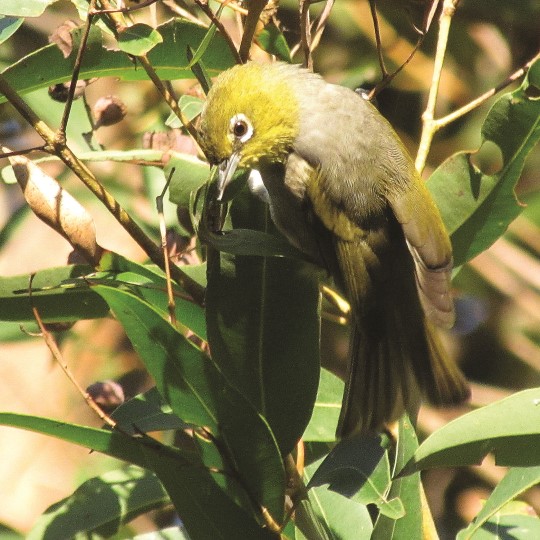 Silvereye bird 540 x 540